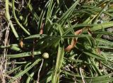 Armeria ruscinonensis