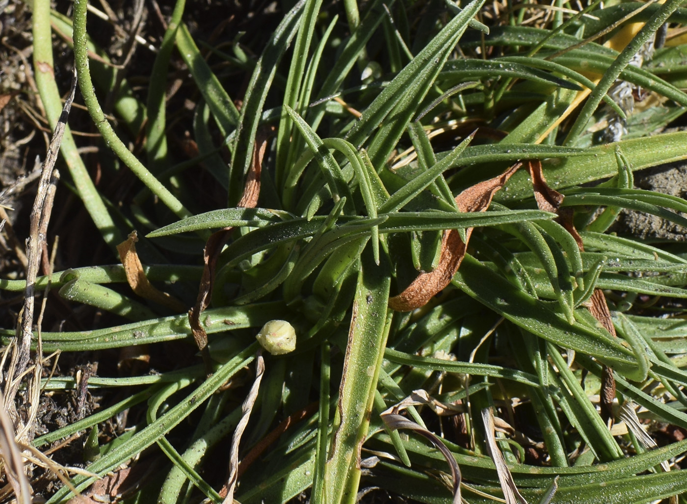 Изображение особи Armeria ruscinonensis.