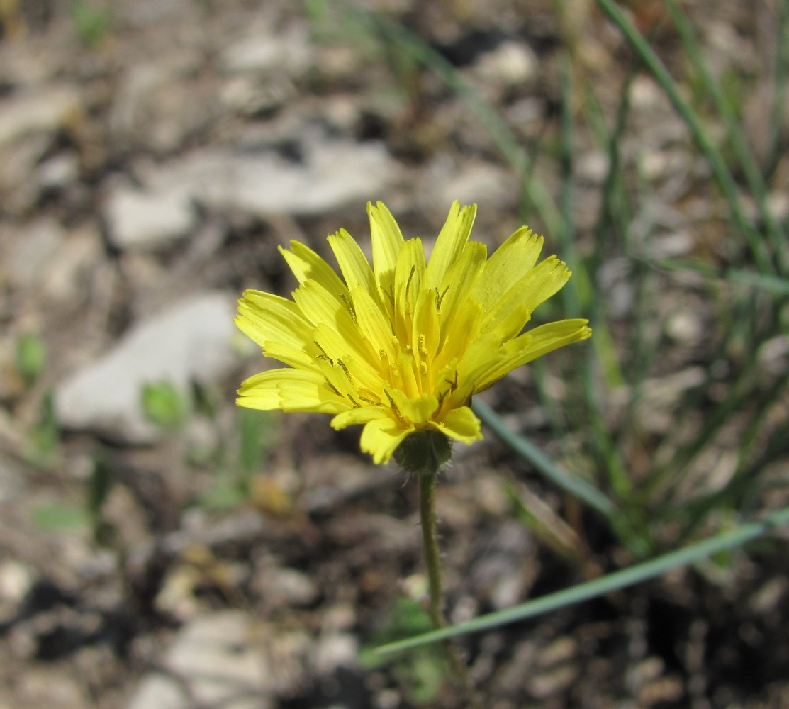 Image of Lagoseris sancta specimen.