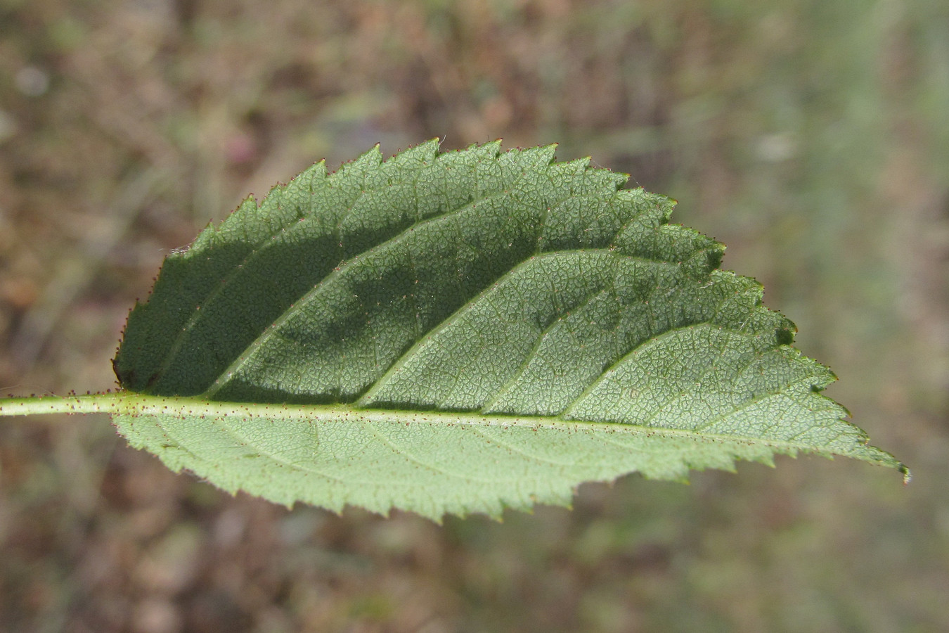 Image of Rosa pygmaea specimen.