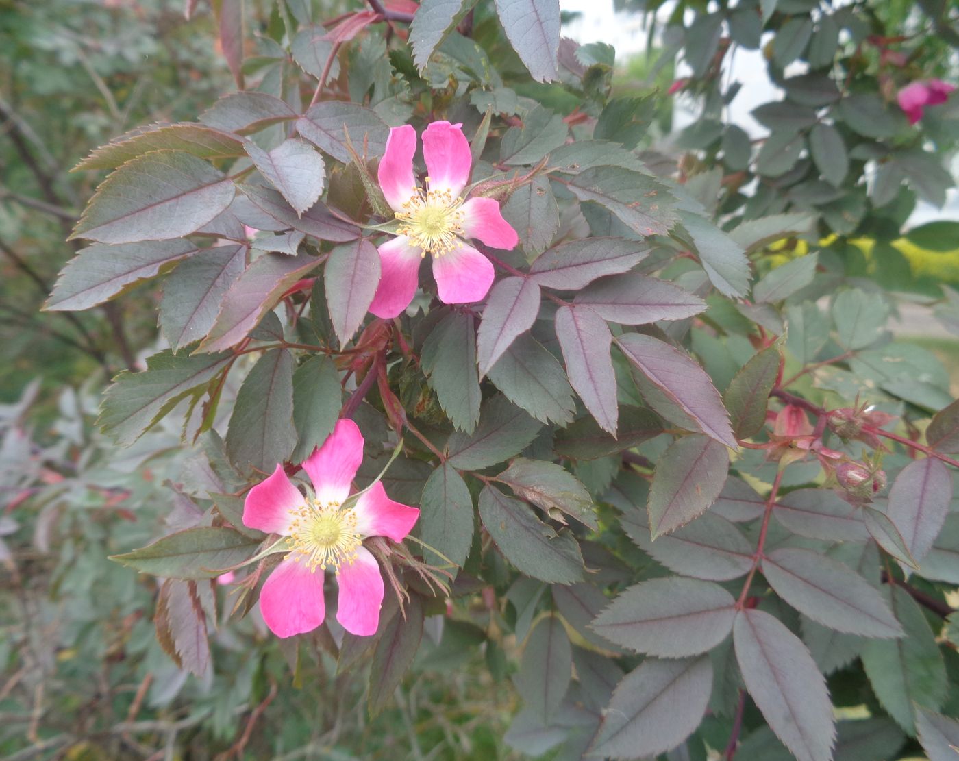 Изображение особи Rosa glauca.