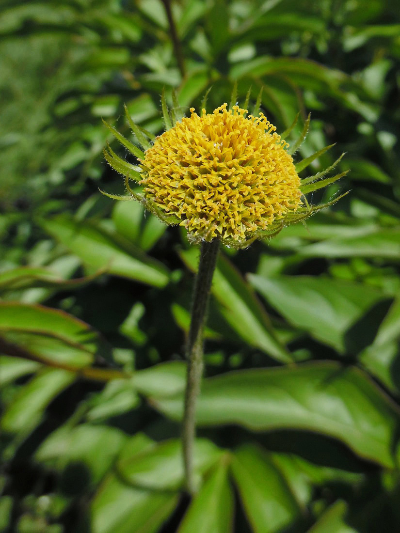 Image of Doronicum pardalianches specimen.