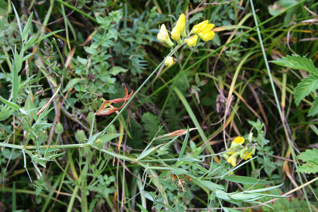 Image of Lathyrus pratensis specimen.