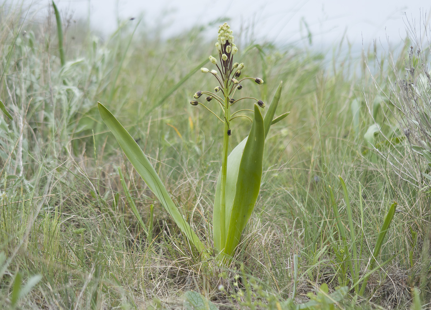 Bellevalia sarmatica - Image of an specimen - Plantarium