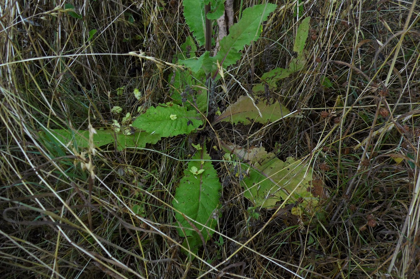 Image of Verbascum pyramidatum specimen.