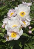 Paeonia lactiflora