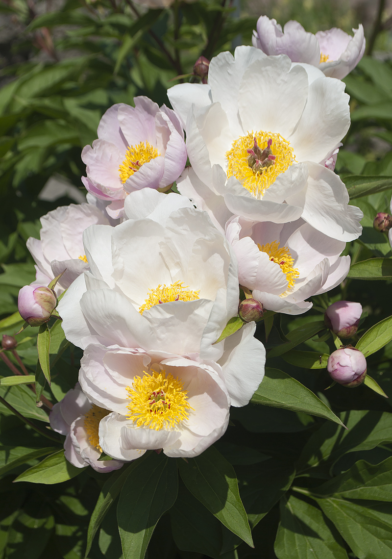 Image of Paeonia lactiflora specimen.