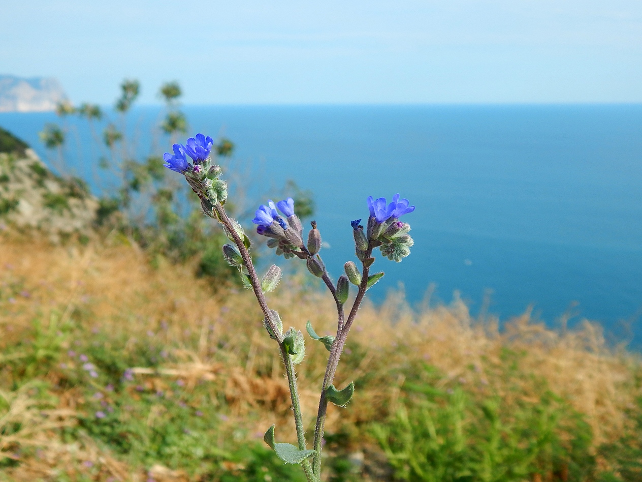 Изображение особи Anchusa leptophylla.