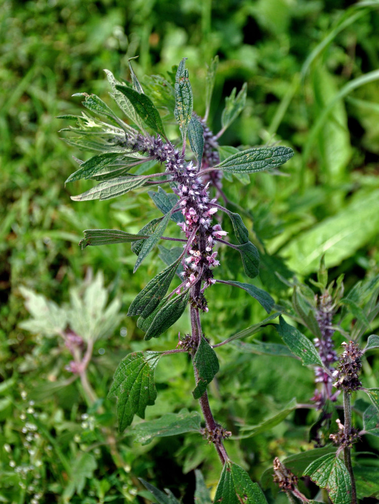 Image of Leonurus quinquelobatus specimen.