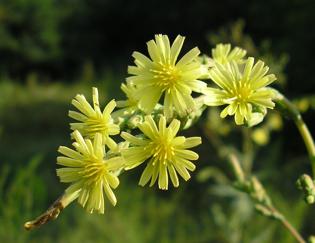 Image of Lactuca serriola specimen.