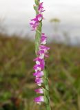 Spiranthes australis. Часть соцветия. Приморский край, Хасанский р-н, окр. с. Витязь, луг. 13 сентября 2019 г.