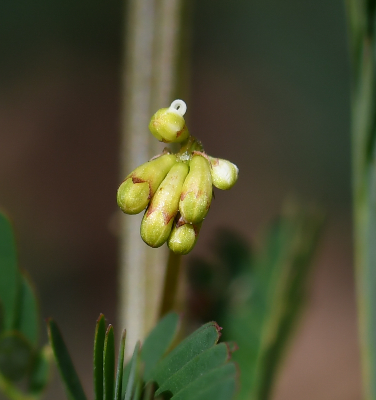 Изображение особи Desmanthus pernambucanus.