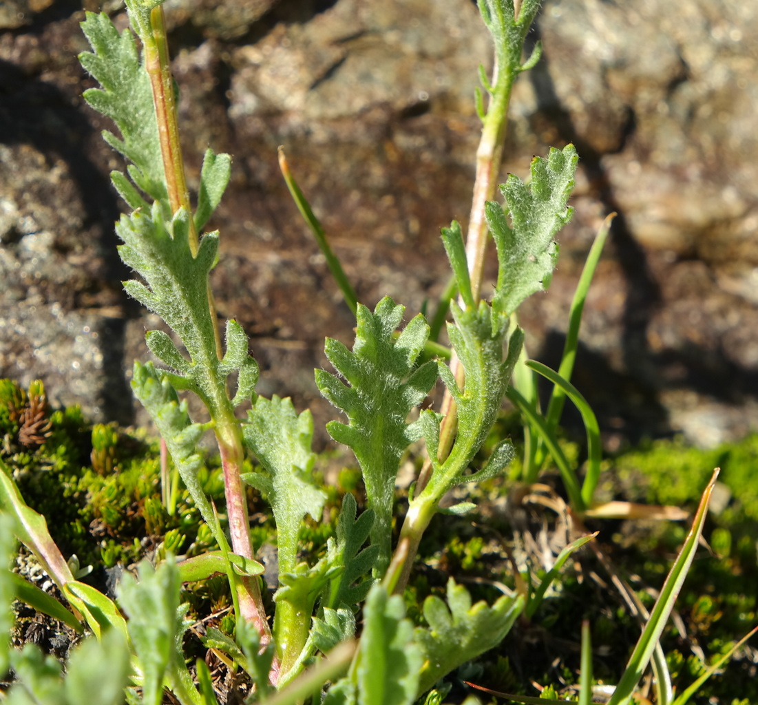 Image of Anthemis saportana specimen.