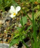 genus Viola. Цветущее растение. Карачаево-Черкесия, Домбай, долина р. Домбай-Ульген, обочина дороги. 30.08.2019.