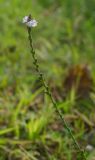 Verbena officinalis