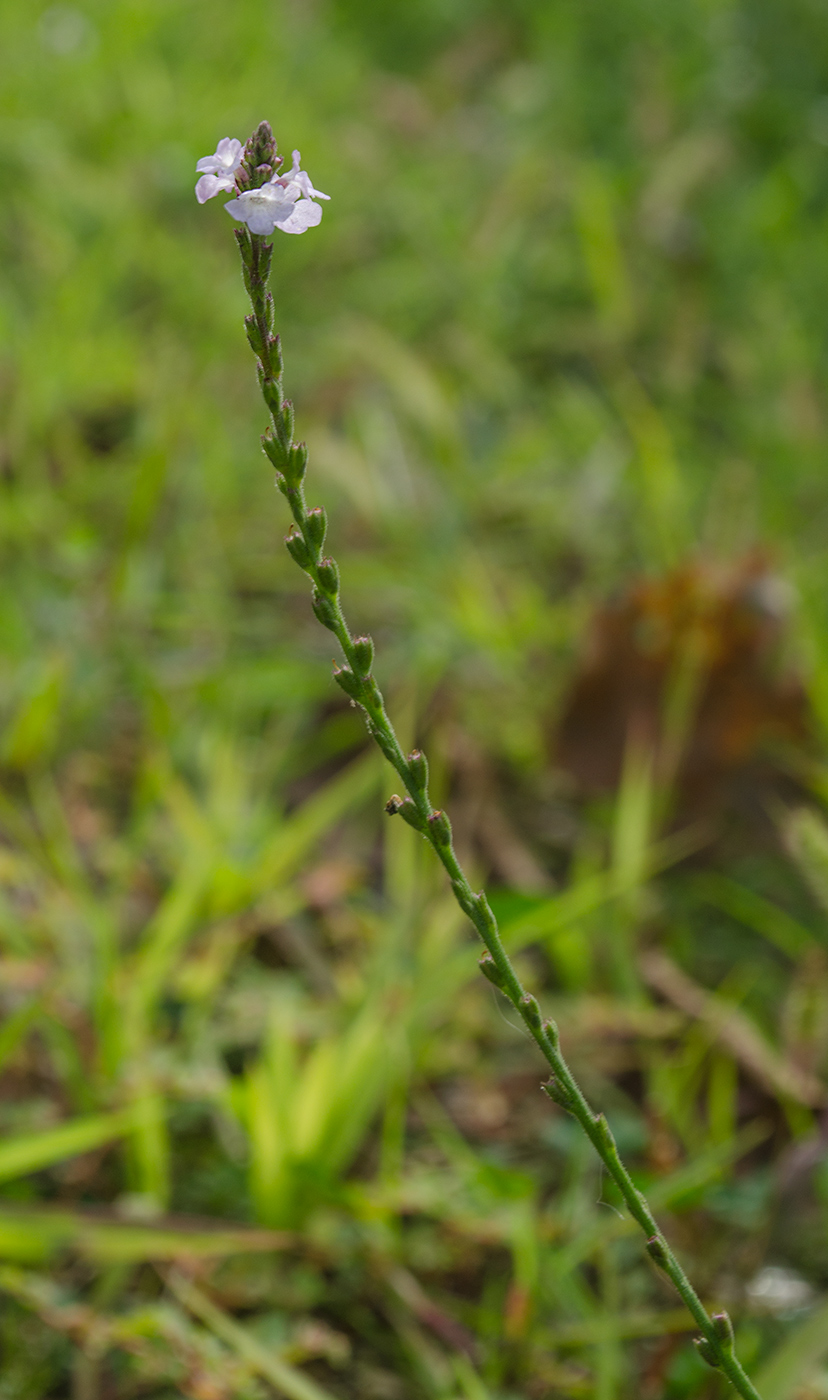 Изображение особи Verbena officinalis.