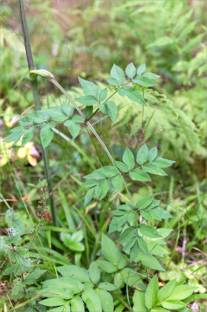 Изображение особи Angelica sylvestris.