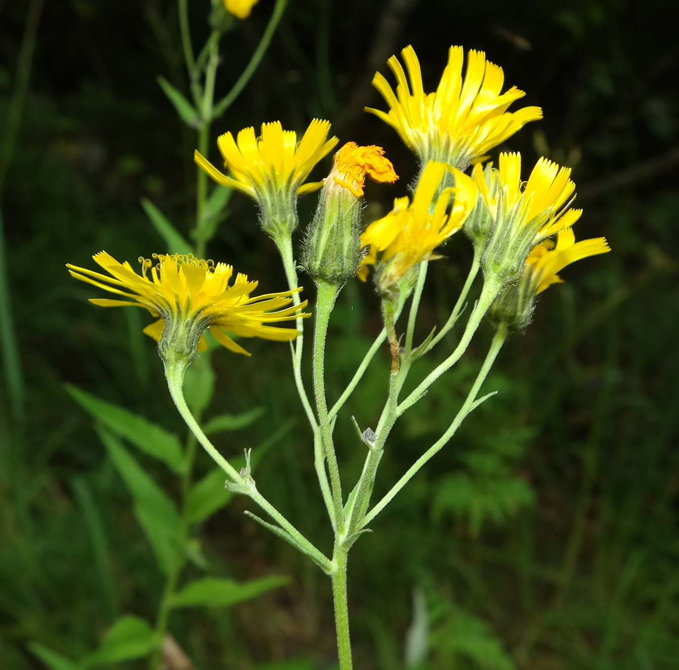 Image of genus Hieracium specimen.