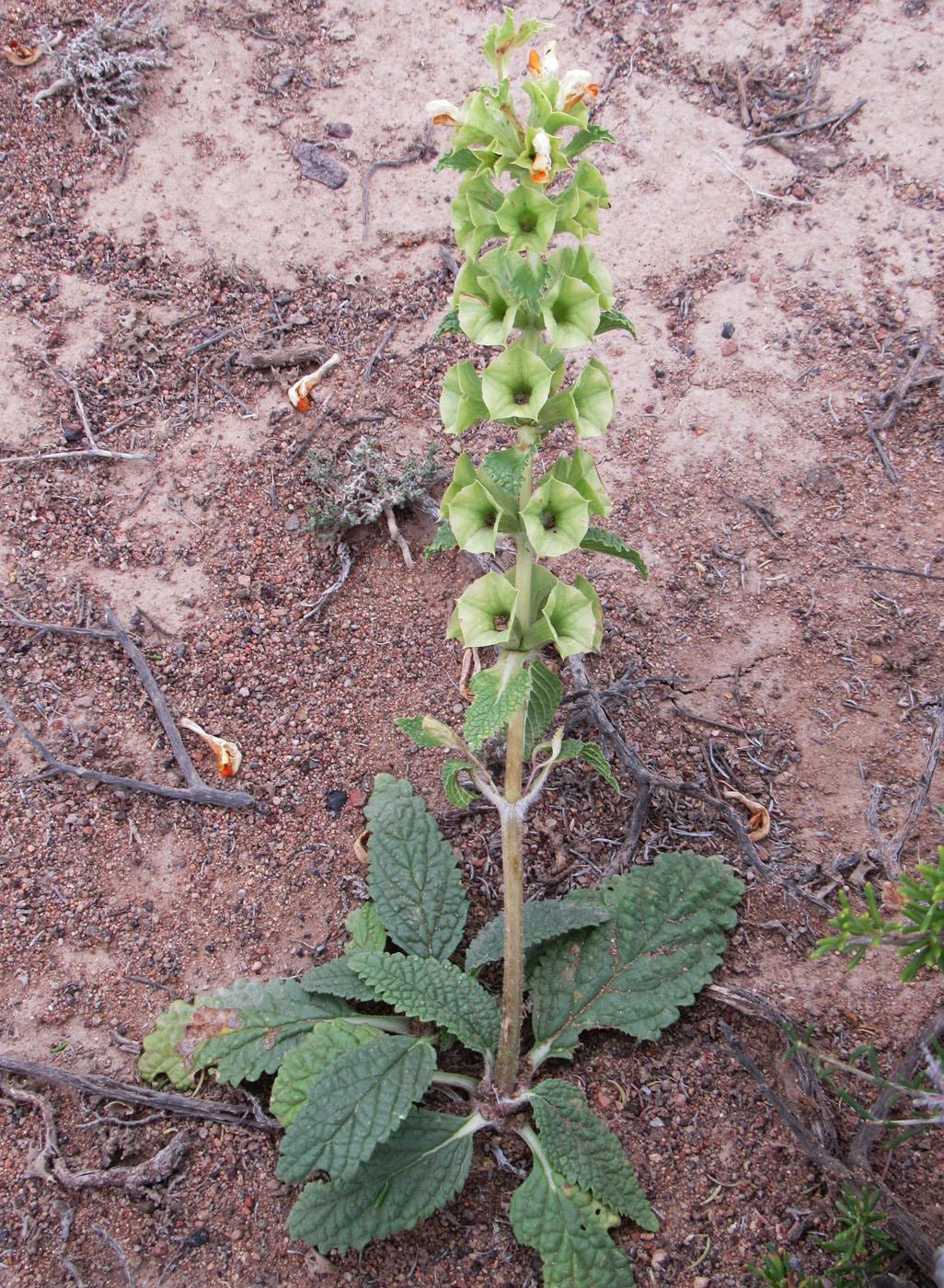 Image of Eremostachys rotata specimen.