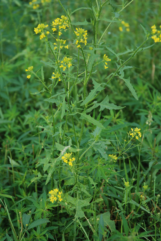 Изображение особи Sisymbrium loeselii.