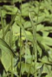 Elymus excelsus