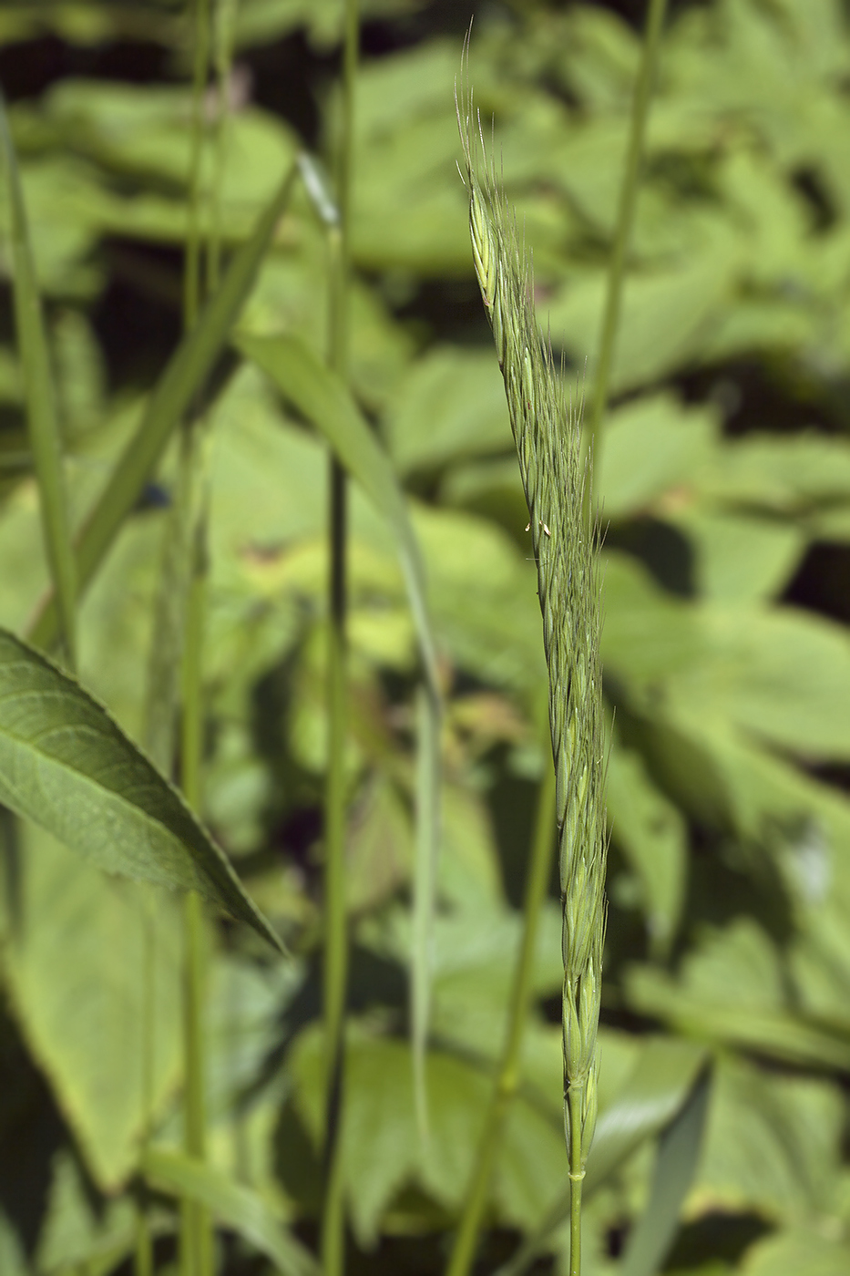 Изображение особи Elymus excelsus.