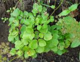 Ligusticum scoticum. Плодоносящее растение. Сахалинская обл., Корсаковский р-н, побережье перед мысом Великан, подножье склона. 15.08.2019.