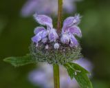 Phlomoides tuberosa