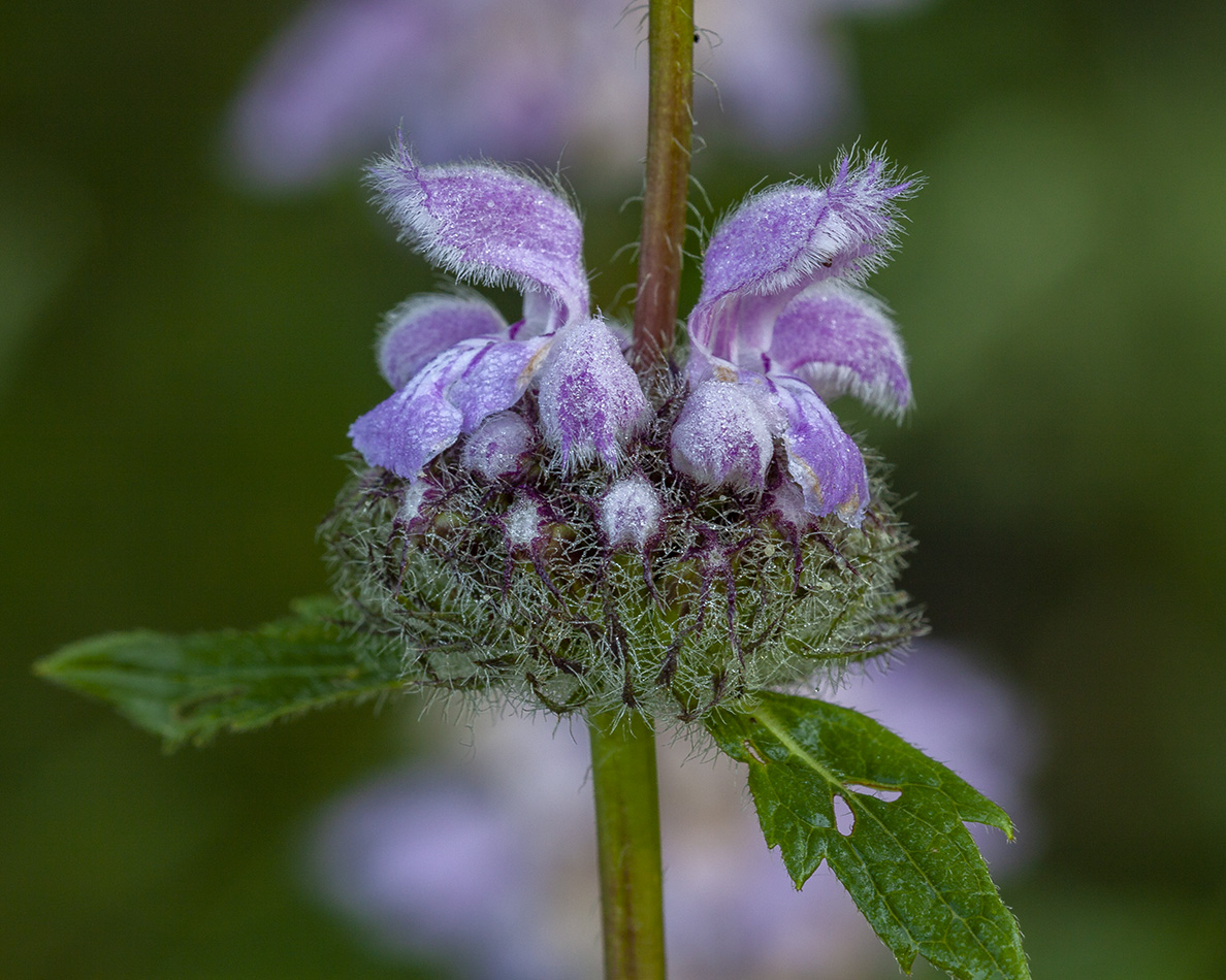 Изображение особи Phlomoides tuberosa.