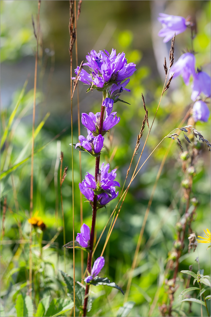 Image of Campanula glomerata specimen.