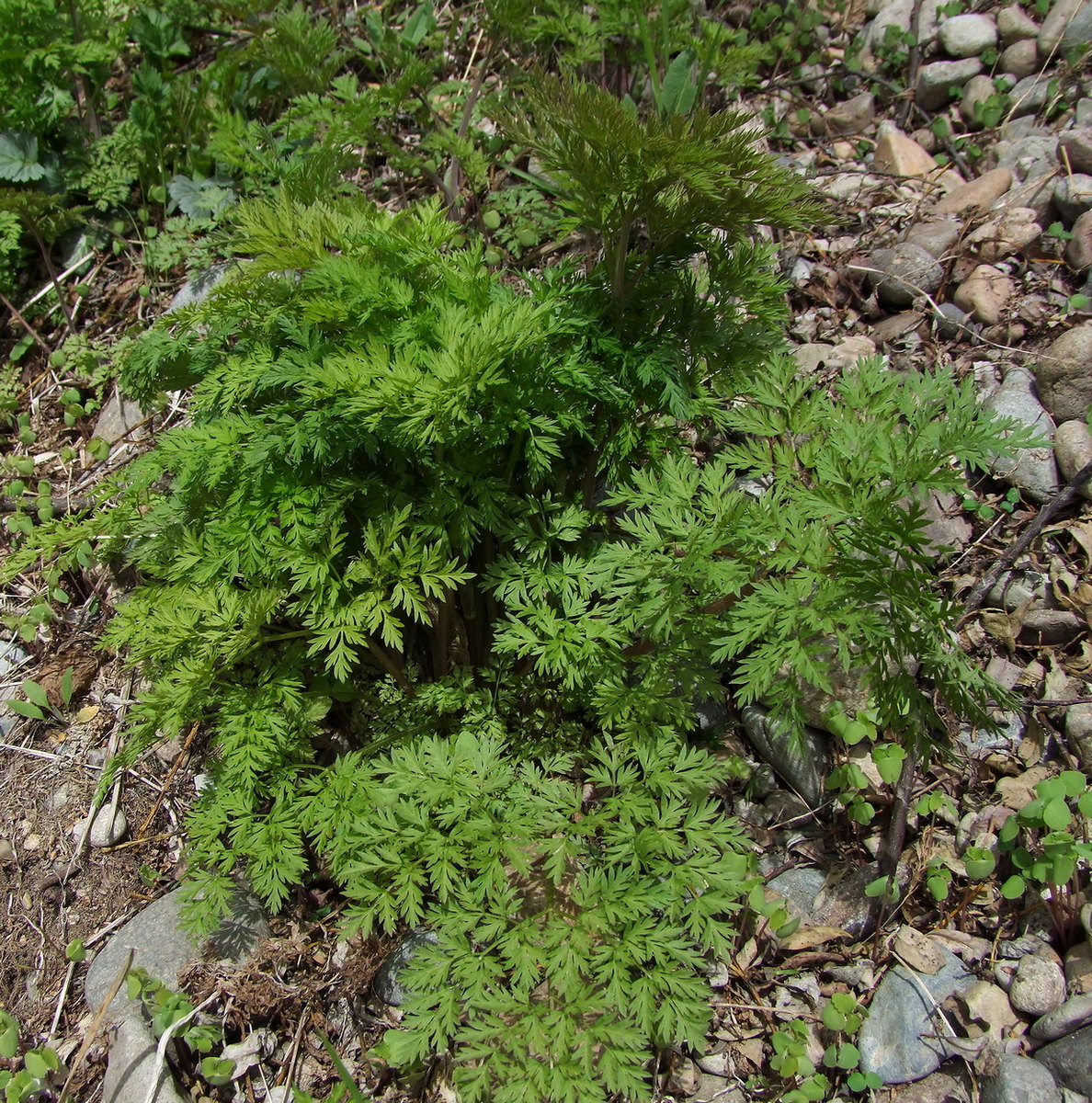 Изображение особи Anthriscus sylvestris.