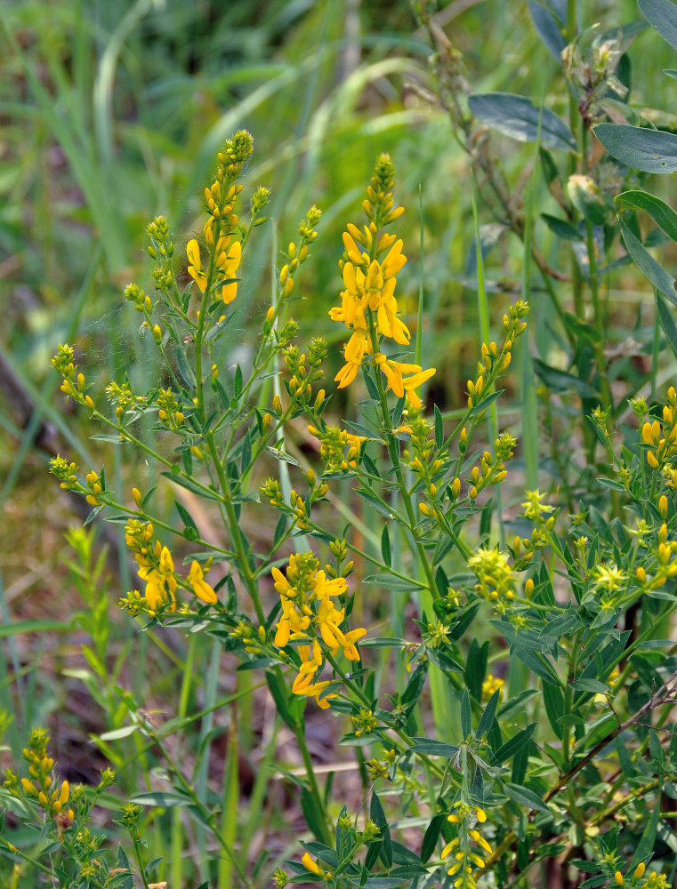 Изображение особи Genista tinctoria.