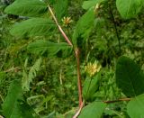 Astragalus glycyphyllos