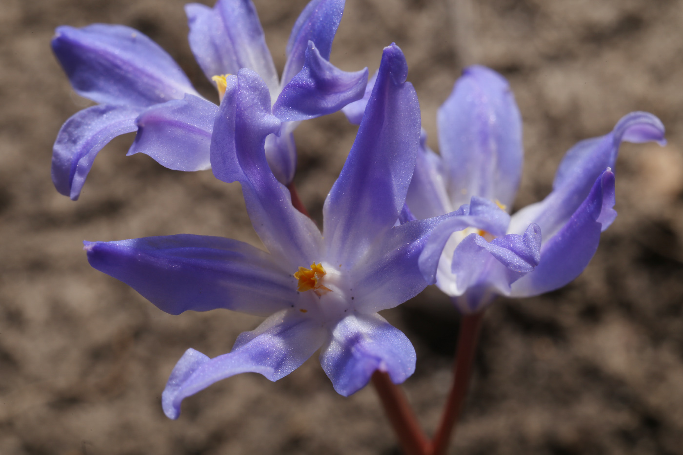 Изображение особи Chionodoxa luciliae.