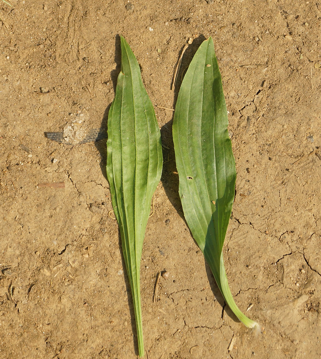 Image of Plantago lanceolata specimen.