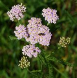 Achillea millefolium