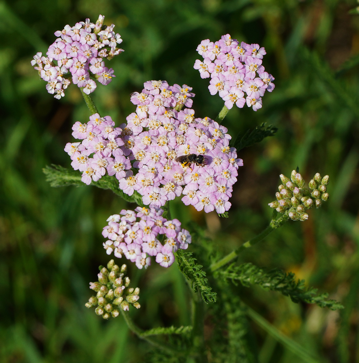 Image of Achillea millefolium specimen.