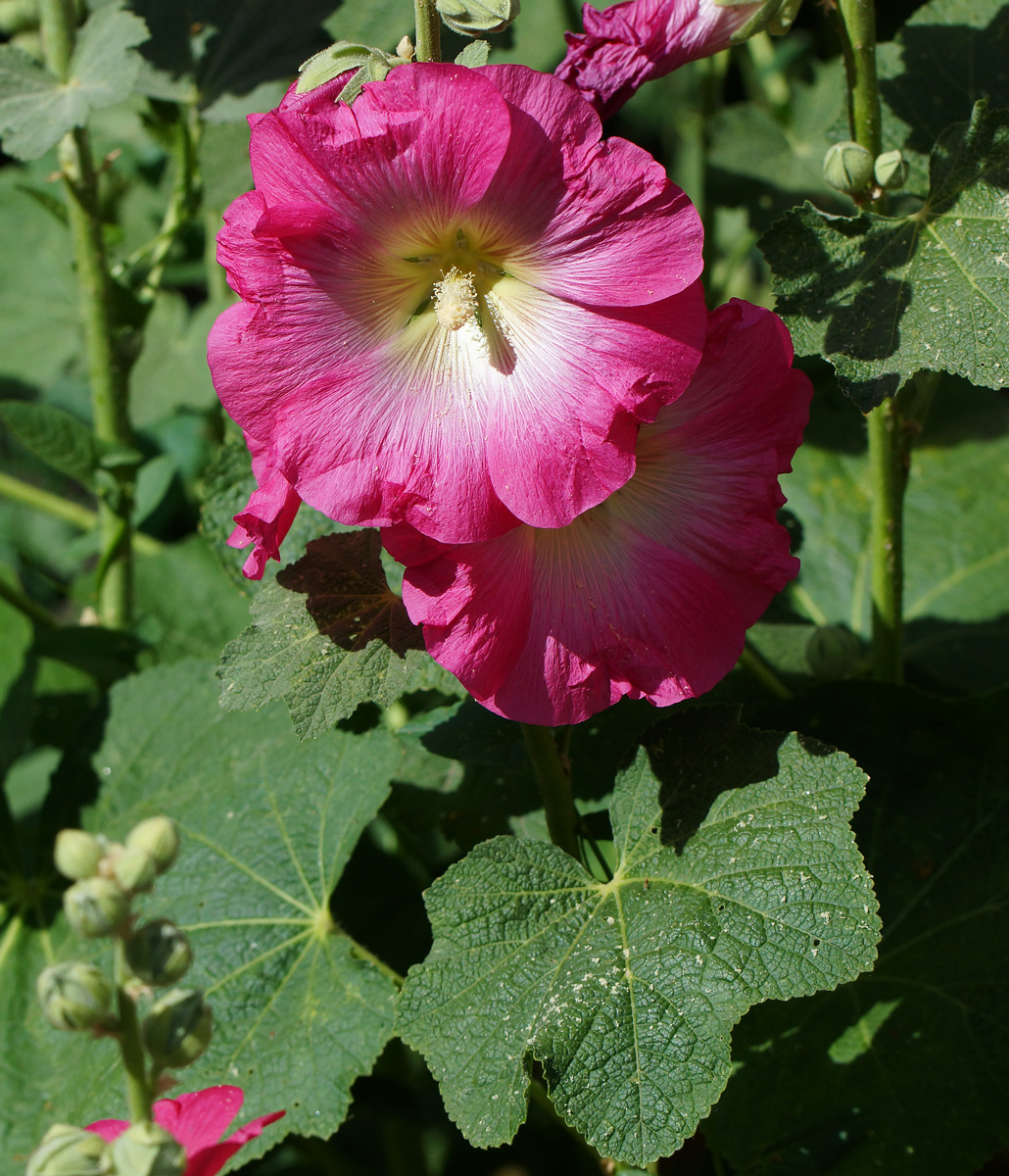 Image of Alcea rosea specimen.