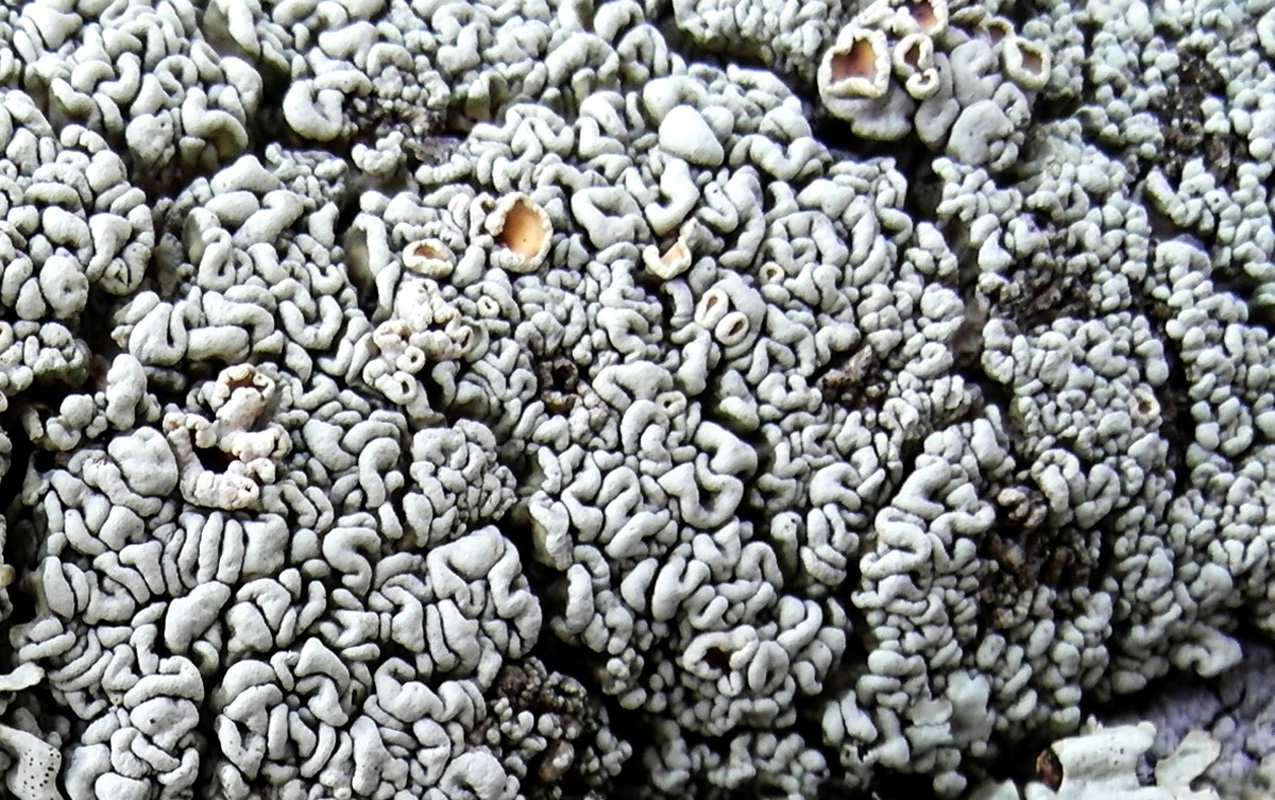 Image of Rhizoplaca subdiscrepans specimen.