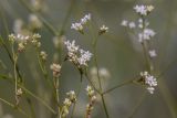 Galium octonarium