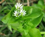 Stellaria media. Верхушка цветущего растения. Архангельская обл., Вельский р-н, пос. Усть-Шоноша, как сегетальное. 30.06.2010.