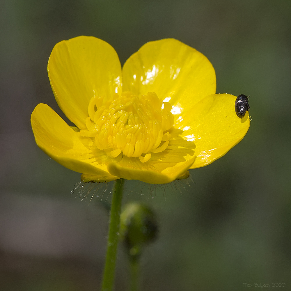 Image of Ranunculus polyanthemos specimen.