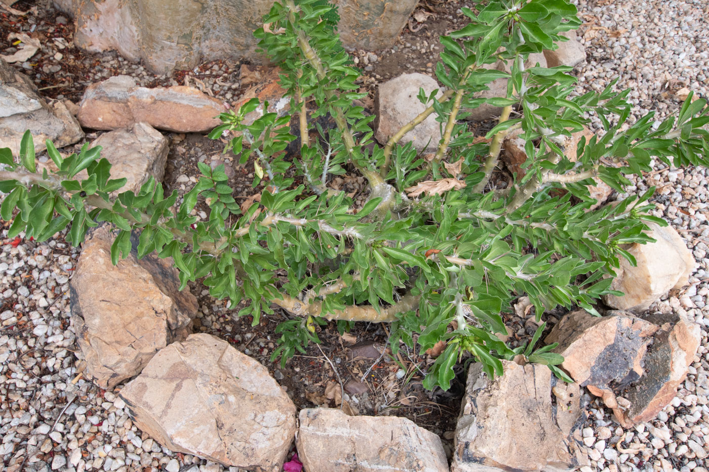 Изображение особи Pachypodium saundersii.