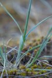 Dianthus polymorphus. Нижняя часть растения. Ростовская обл., Усть-Донецкий р-н, окр. станицы Раздорская, степной склон. 25.05.2020.