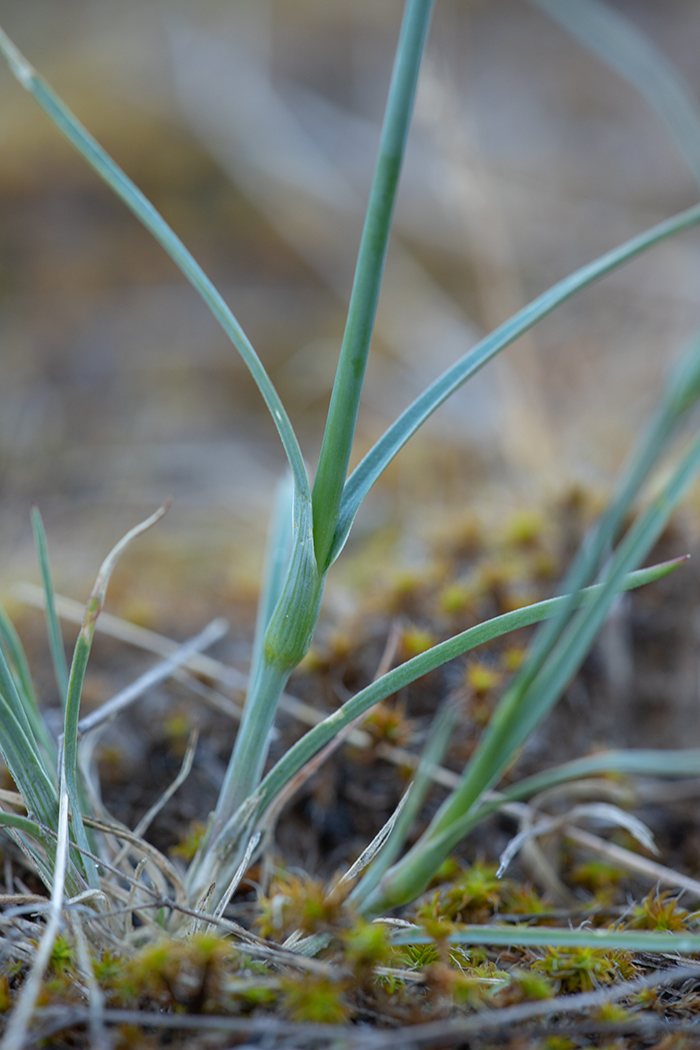 Image of Dianthus polymorphus specimen.