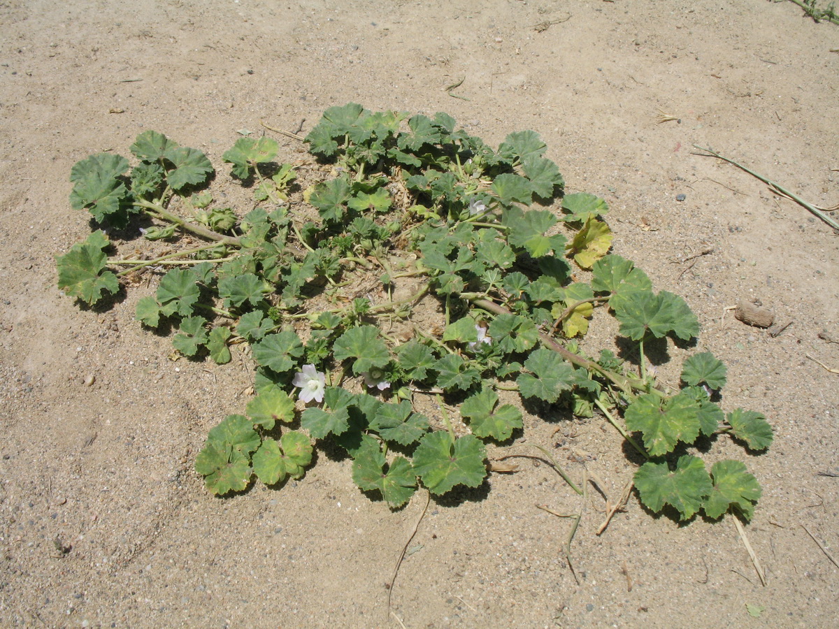 Image of Malva neglecta specimen.