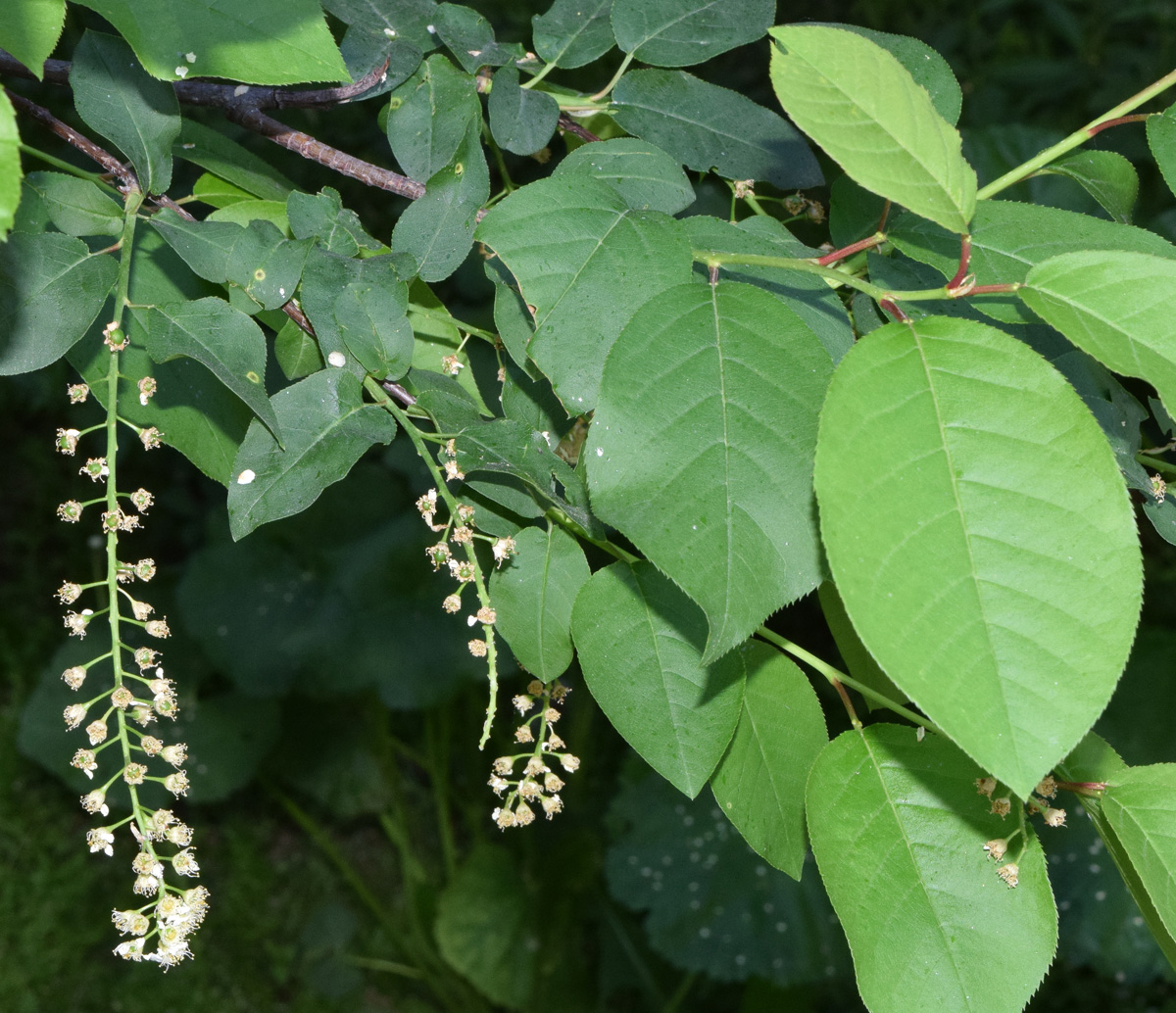 Image of Padus virginiana specimen.