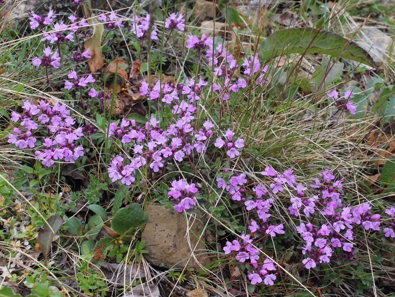 Image of Thymus paucifolius specimen.