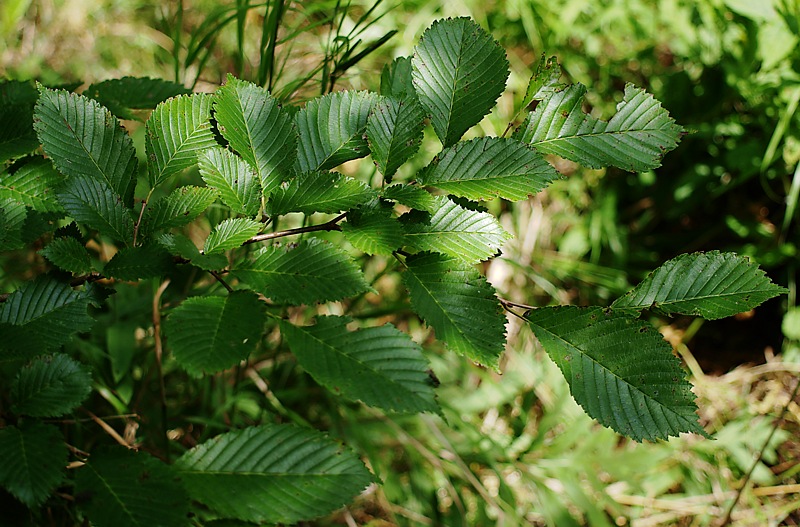 Image of Ulmus japonica specimen.