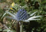 Eryngium bourgatii